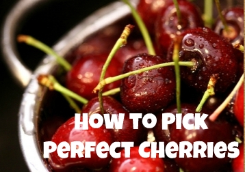 how to pick perfect cherries