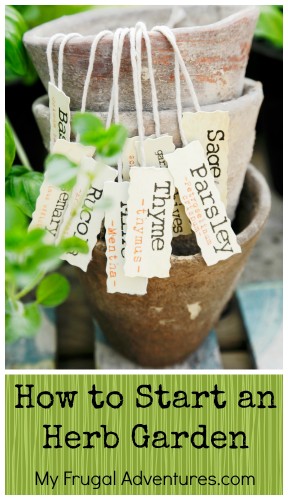How to Start an Herb Garden- easy tips to get started!