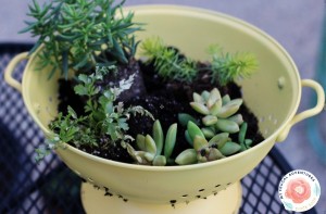 How to Make a Colander Planter - My Frugal Adventures