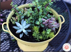 How to Make a Colander Planter - My Frugal Adventures