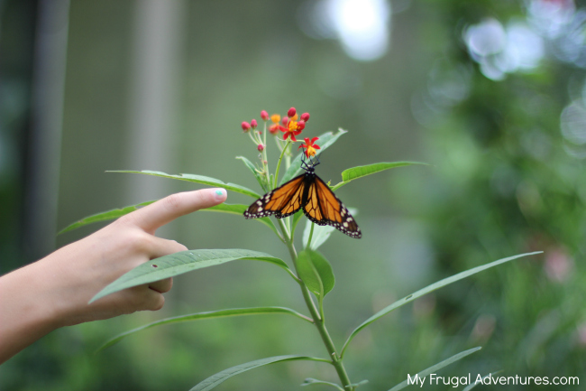 How to Create a Butterfly garden